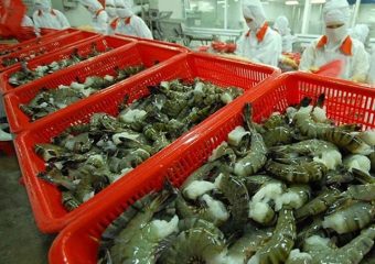 Shrimp export from Bangladesh